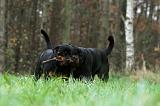 ROTTWEILER 445